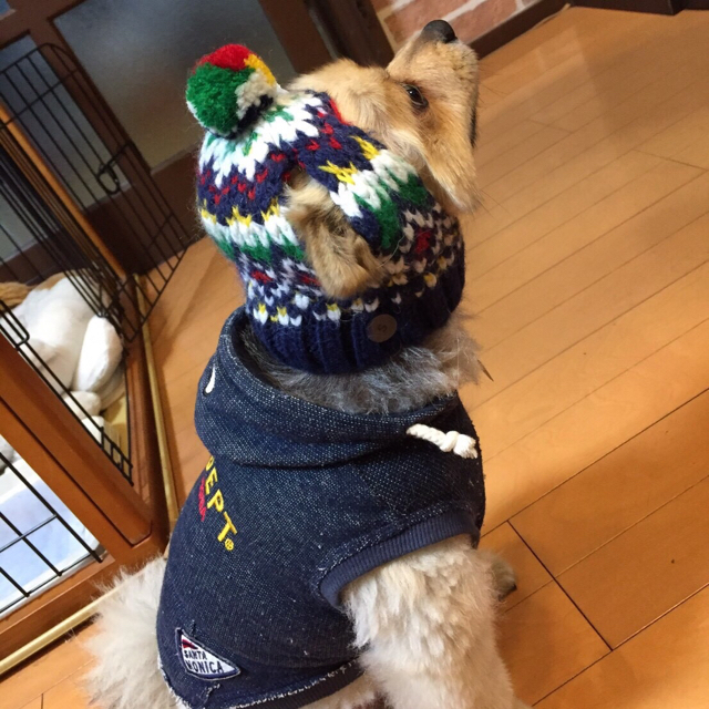 American Eagle(アメリカンイーグル)の犬用 ニット帽 その他のペット用品(犬)の商品写真