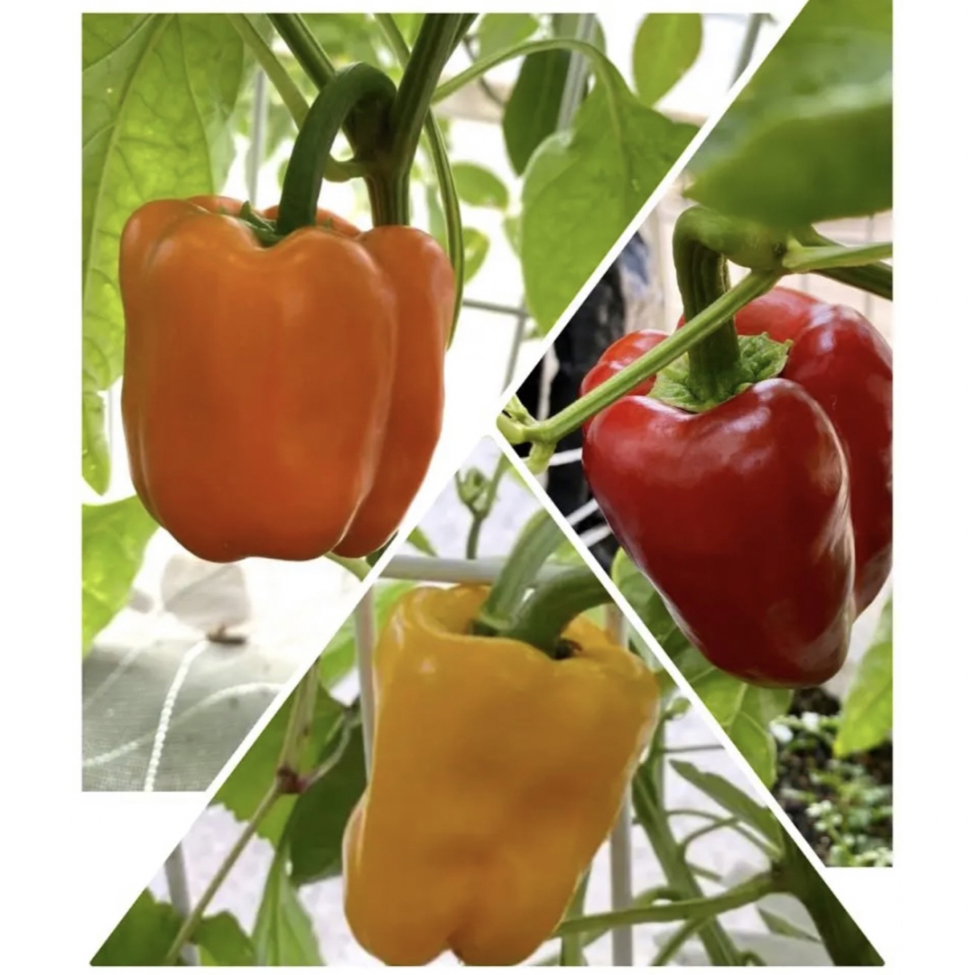 パプリカ黄、赤、オレンジ　各12粒　無農薬 ハンドメイドのフラワー/ガーデン(その他)の商品写真