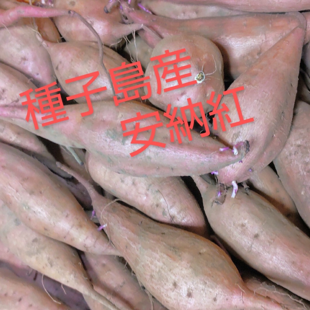 種子島産安納紅Sサイズ3キロ 食品/飲料/酒の食品(野菜)の商品写真
