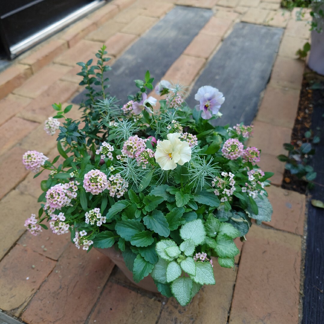 寄せ植え　花　花日和ペルクレア