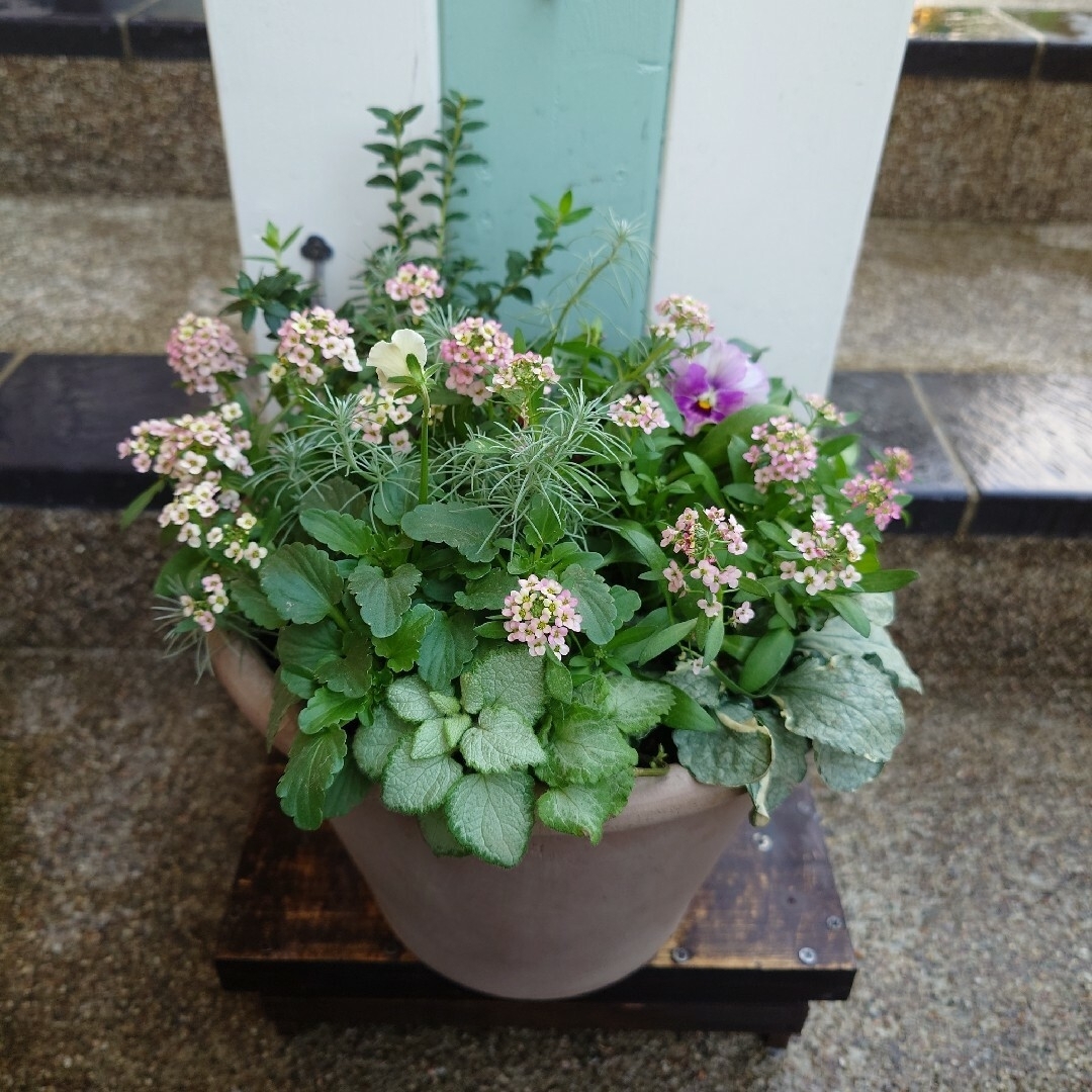 寄せ植え　花　花日和ペルクレア