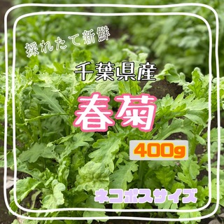 千葉県産　春菊　ネコポスサイズ(野菜)