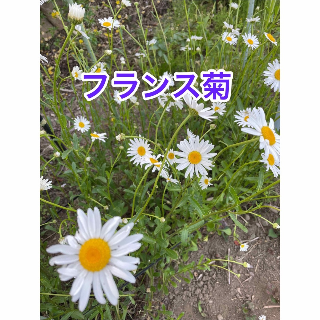 選べる花種　2種 ハンドメイドのフラワー/ガーデン(その他)の商品写真