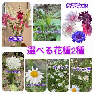 選べる花種　2種(その他)