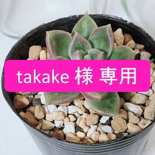 takake様専用(その他)