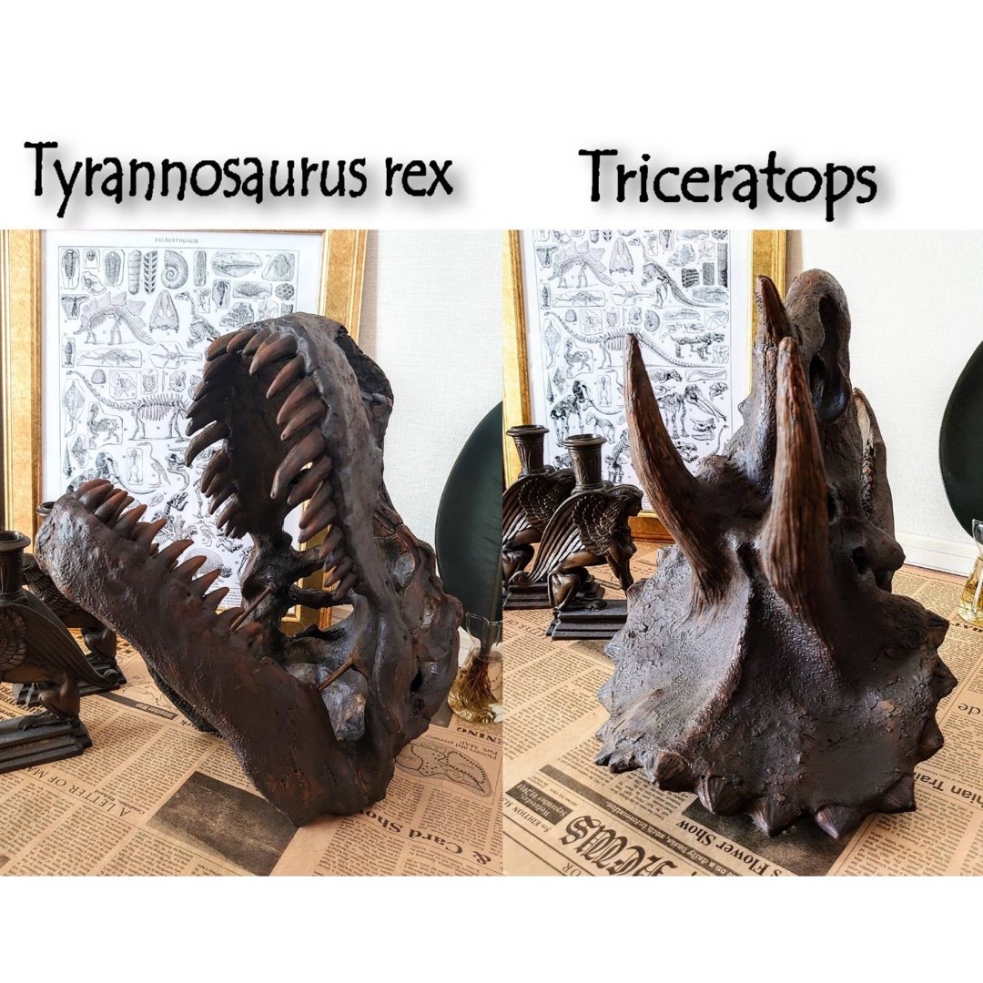 お得なセット  ティラノサウルス & トリケラトプス 化石 インテリアオブジェ