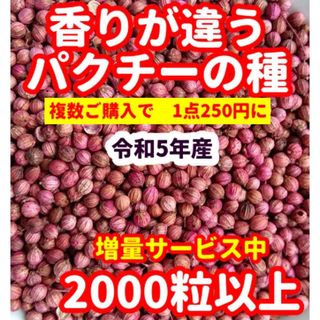 パクチー種22g【2000粒以上】★令和5年産・香りが違う(野菜)