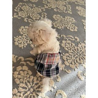 【nana様専用】【SSS】バルーンタンクトップ　チェック　超小型犬服(ペット服/アクセサリー)