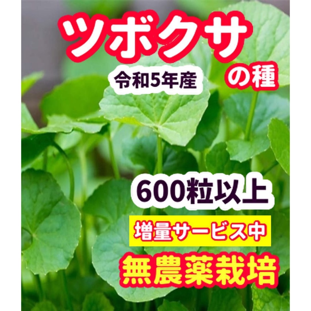 ツボクサの種【600粒以上】無農薬栽培の種・★想像を超える増量サービス中 食品/飲料/酒の食品(野菜)の商品写真