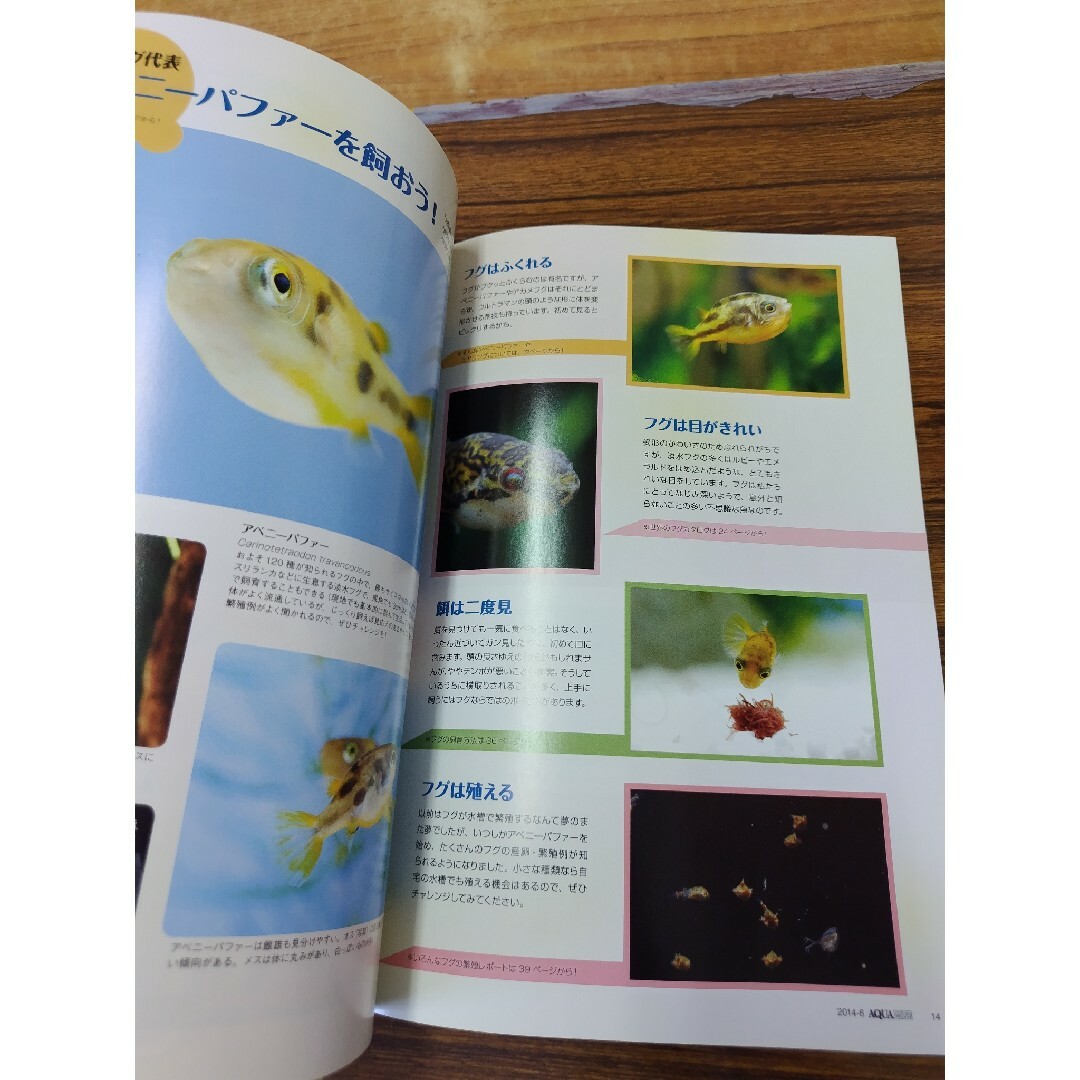 月刊 AQUA LIFE (アクアライフ) 2014年 6月号 No.419 特 エンタメ/ホビーの本(趣味/スポーツ/実用)の商品写真