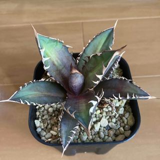 Y鉢 】作家 菊地享 13センチ/ 検索 / コーデックス 塊根植物 Y鉢 】作家 菊地享 13センチ/ 検索 / コーデックス 塊根植物