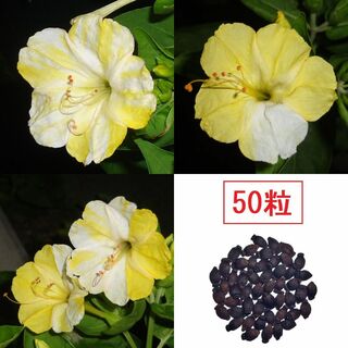【50粒】白・黄絞りのオシロイバナ、おしろい花から採取した種(その他)