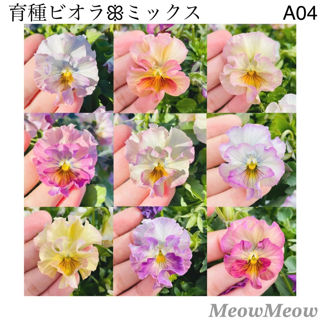 【A04】MeowMeow交配 フリルビオラの種 混合 30粒 ハンドメイドのフラワー/ガーデン(その他)の商品写真