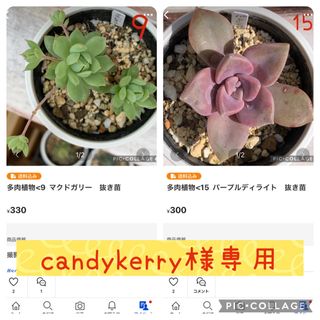 多肉植物<9 ＆<15抜き苗(その他)