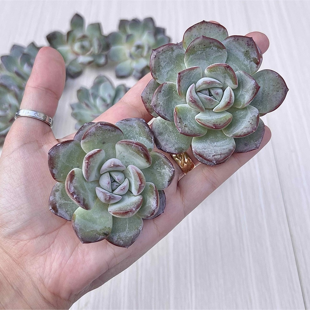 多肉植物 スノーナイト 韓国苗 5