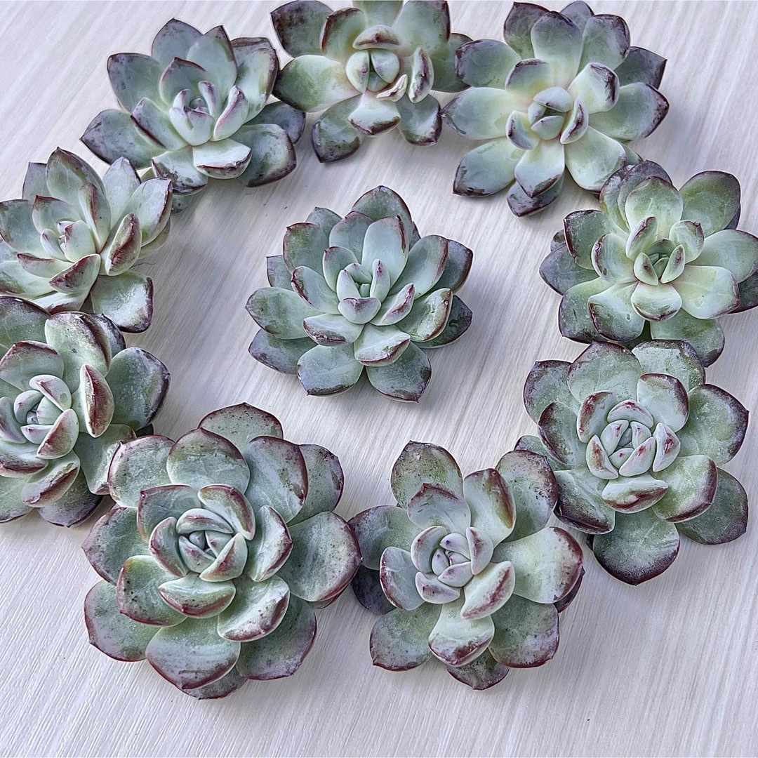 多肉植物 スノーナイト 韓国苗 4