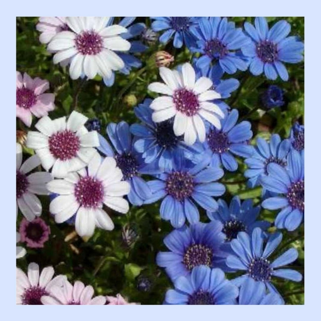 30粒　花色3色　上向きに咲く美しい✦フェリシアmix✦花の種 ハンドメイドのフラワー/ガーデン(その他)の商品写真