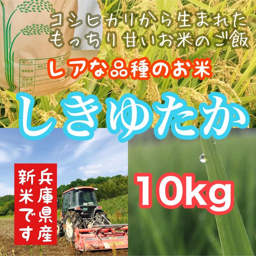 【レア品種 シキユタカ】兵庫県産新米＊湧き水育ち農家のお米 10kg