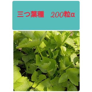 三つ葉種(野菜)