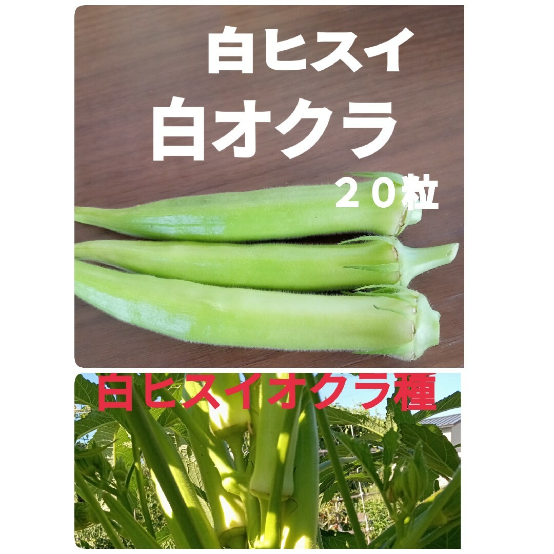 白オクラ種　白ヒスイ　20粒α 食品/飲料/酒の食品(野菜)の商品写真