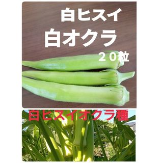 白オクラ種　白ヒスイ　20粒α(野菜)