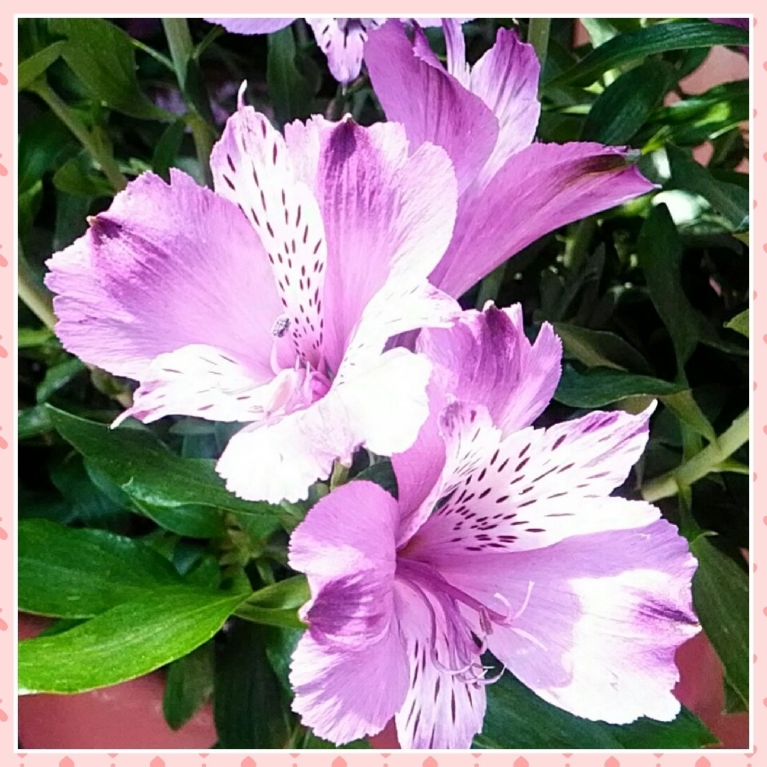 アルストロメリア　紫系　球根⑨ ハンドメイドのフラワー/ガーデン(その他)の商品写真