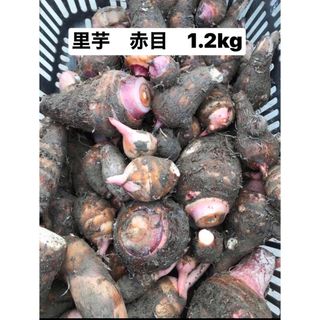 里芋　赤目　徳島県産　1.3kgお入れします(米/穀物)