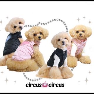 サーカス(circus)の人気サーカス・サーカス・ダウン❣️(犬)