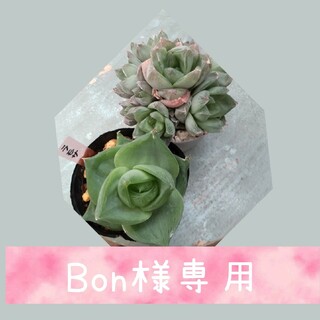 Bon様専用   多肉植物  (ハオルチア)(その他)