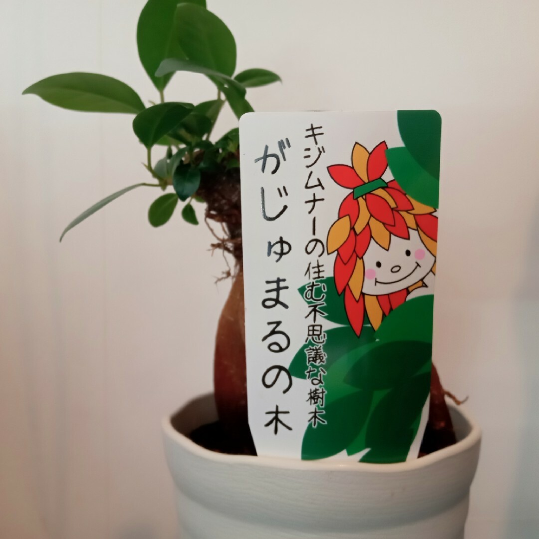 ガジュマル 天空の城 ラピュタ風 飛行石の通販 by アトム's shop ガジュマル 天空の城 ラピュタ風 飛行石の通販 by アトム's shop