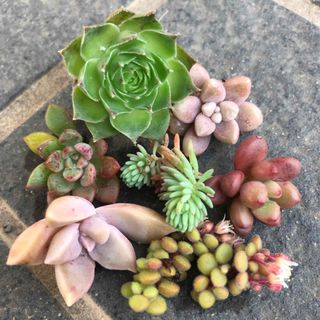 【さき127さま専用出品】多肉植物  カット苗 寄せ植えセット 詰め合わせ(その他)