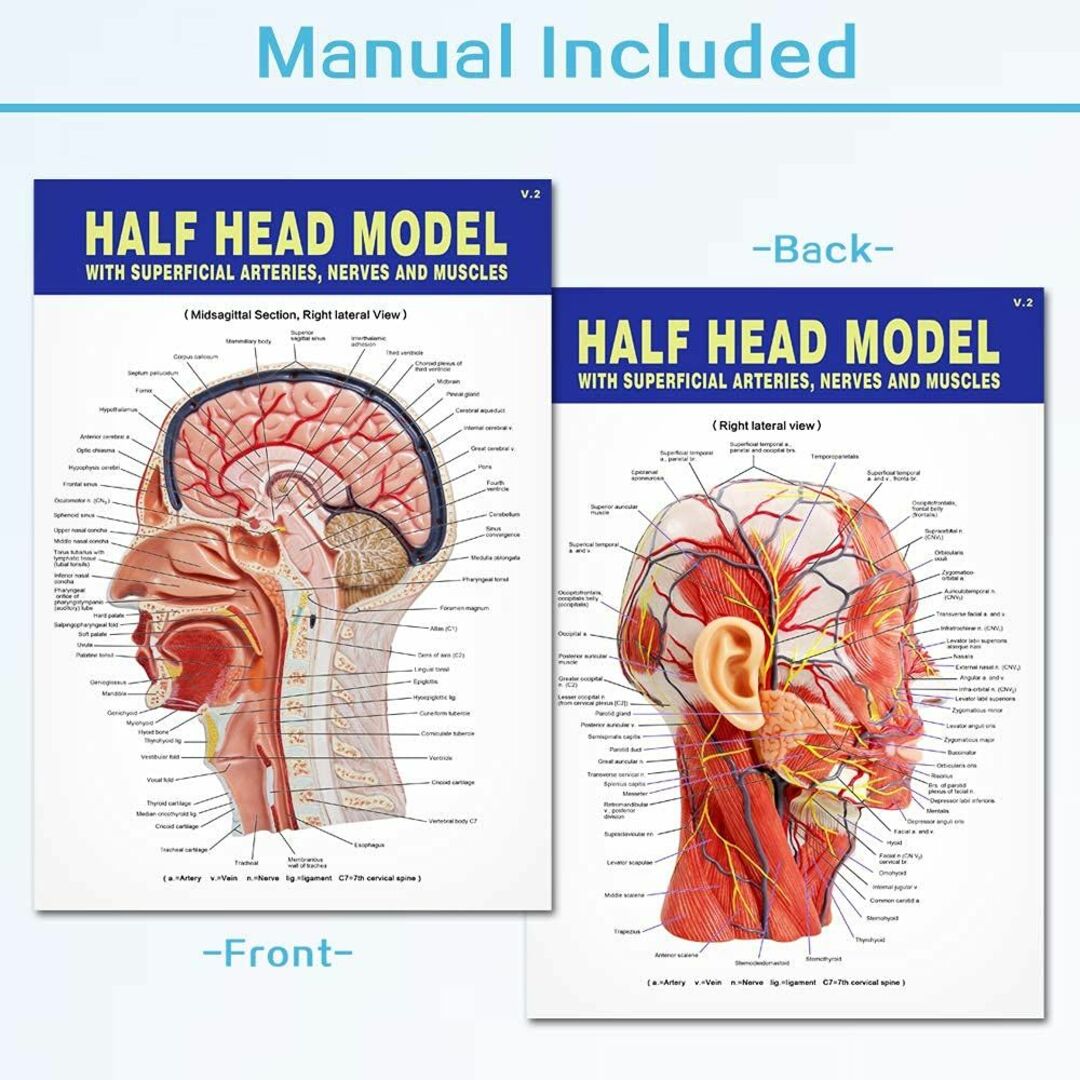 人体半頭浅表神経血管筋肉組織モデル、真人大解剖頭蓋モデル、医学教育学習、子供学習