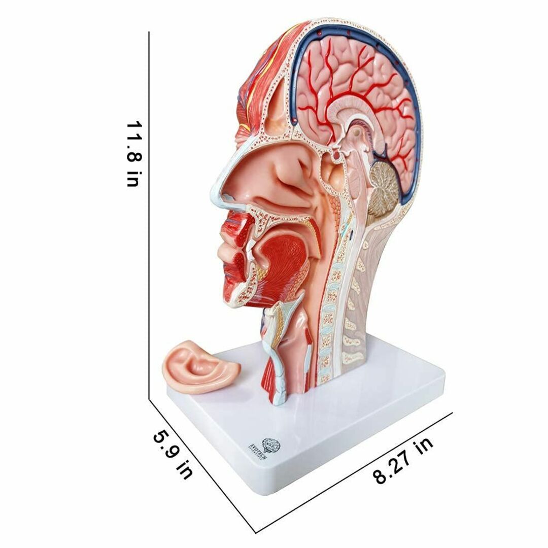 人体半頭浅表神経血管筋肉組織モデル、真人大解剖頭蓋モデル、医学教育学習、子供学習