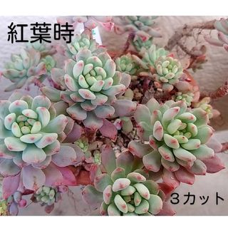 多肉植物　ブルーエルフ(その他)