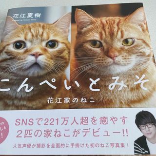 カドカワショテン(角川書店)の花江夏樹　こんぺいとみそ　写真集(猫)