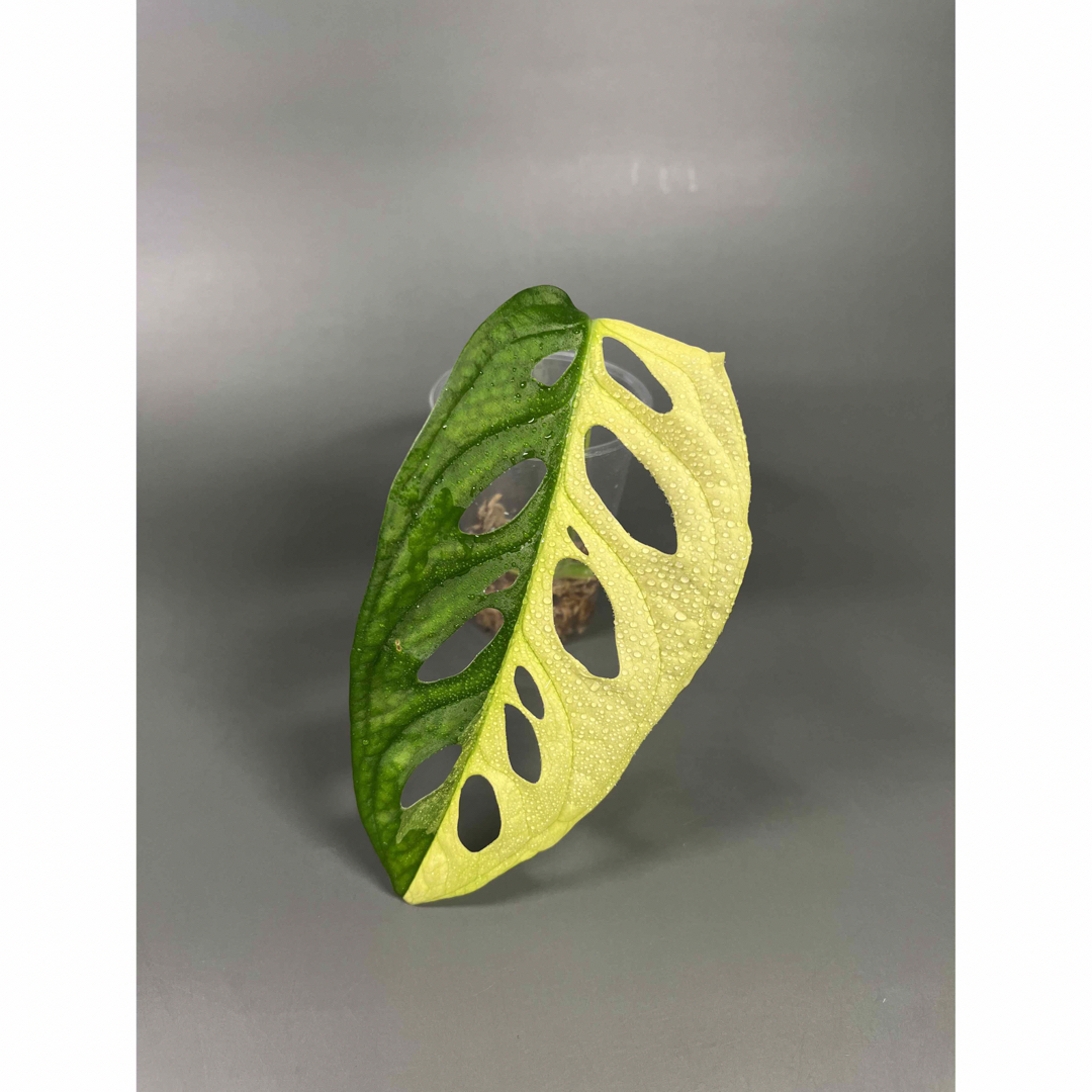 マドカズラ　斑入り　Monstera adansonii  6