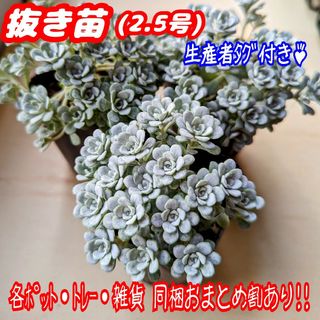 【抜き苗】白雪ミセバヤ ケープブランコ 多肉植物セダム紅葉 プレステラ プラ鉢(その他)