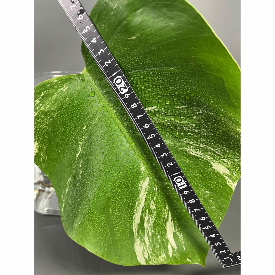 モンステラ　斑入り ホワイトタイガー Monstera borsigiana 3