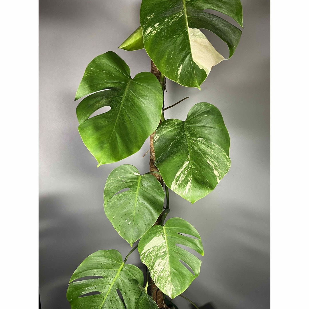 モンステラ　斑入り ホワイトタイガー Monstera borsigiana 3