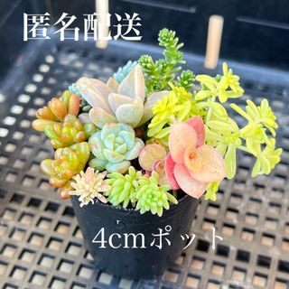 多肉植物　セダム寄せ植えセット　マジョール　ペレスデラロサエピンクエッジ入り(その他)