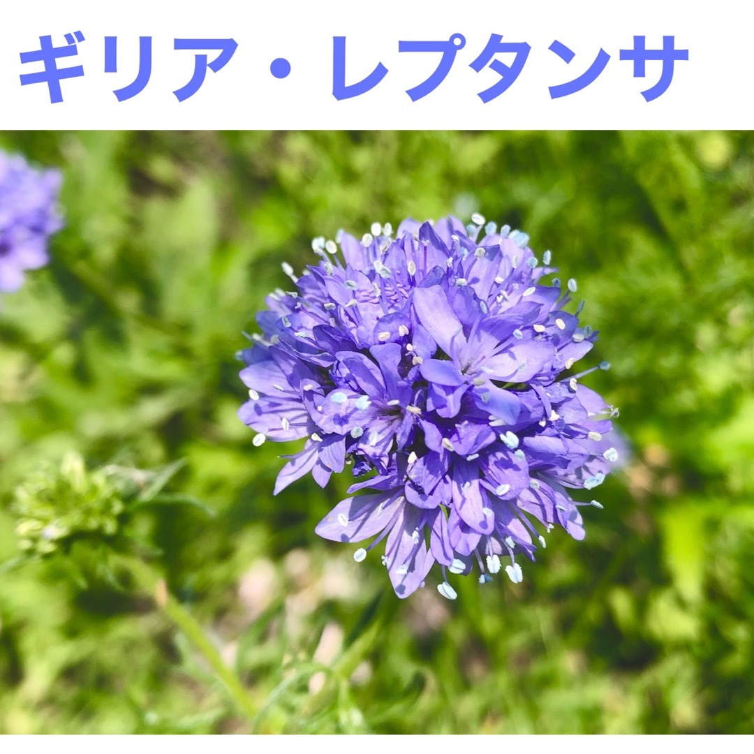 春に咲く秋蒔きの花の種  売り切りSALE⑭ ハンドメイドのフラワー/ガーデン(その他)の商品写真