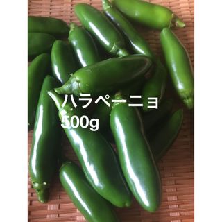 ハラペーニョ　500g  おまけ付き　農薬不使用(野菜)