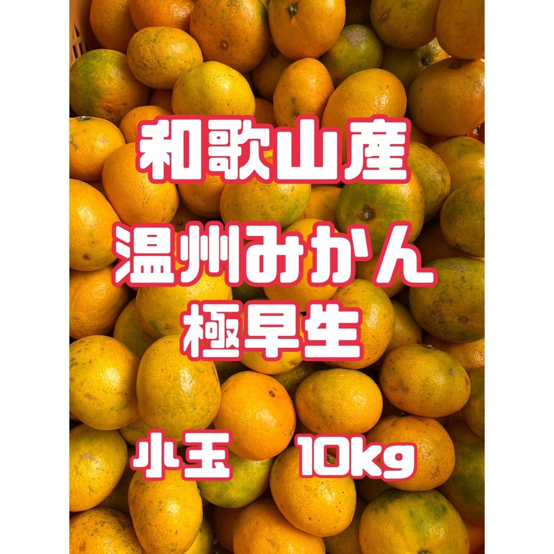 ⭐︎和歌山産⭐︎ 温州みかん 小玉 10kg 訳あり　極早生　みかん　柑橘類 食品/飲料/酒の食品(フルーツ)の商品写真