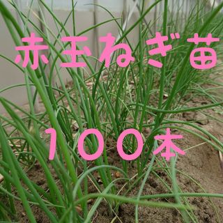 玉ねぎ苗【早生品種、赤玉ねぎ、レッドグラマー100本(野菜)