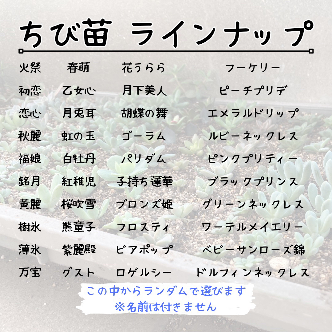 【雪姐さま専用】多肉 ちび苗30個セット3000円分 ハンドメイドのフラワー/ガーデン(その他)の商品写真