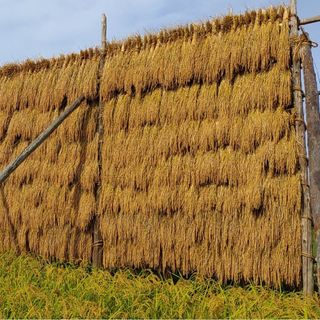 天日干し玄米・20㌔◎ハゾ干し・無農薬(米/穀物)