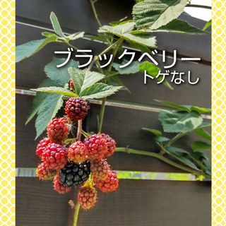 ブラックベリー 苗【2株】発根済み トゲなし(その他)