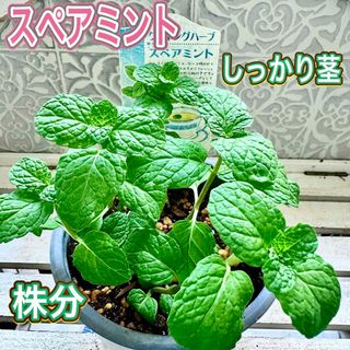 スペアミント　苗　株分け　しっかり茎　丈夫な苗　無農薬　ハーブ　ミント(その他)