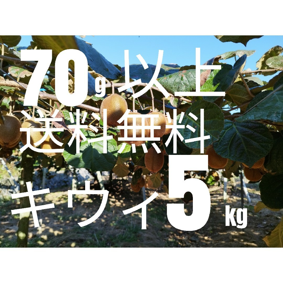 キウイフルーツ　ほぼ標準サイズ　先行予約販売　ホンの数日先行予約販売 食品/飲料/酒の食品(フルーツ)の商品写真