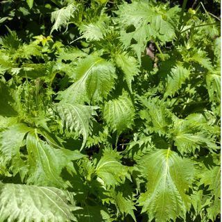 青じそ　赤じそ　種　各200粒ずつ　無農薬栽培(野菜)